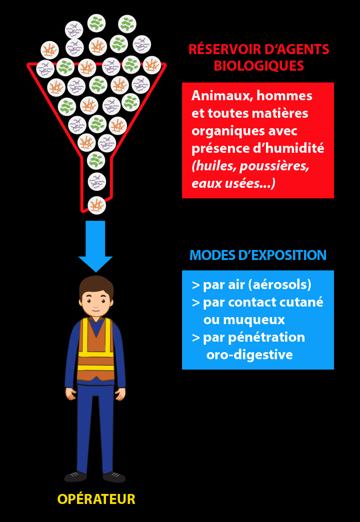 Chaine-transmission-Ag-Bio.jpg (Chaine-transmission-Ag-Bio)